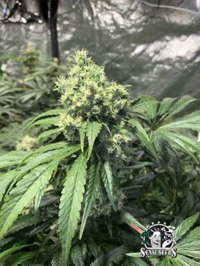Ziemiste smaki konopi - Skunk #1