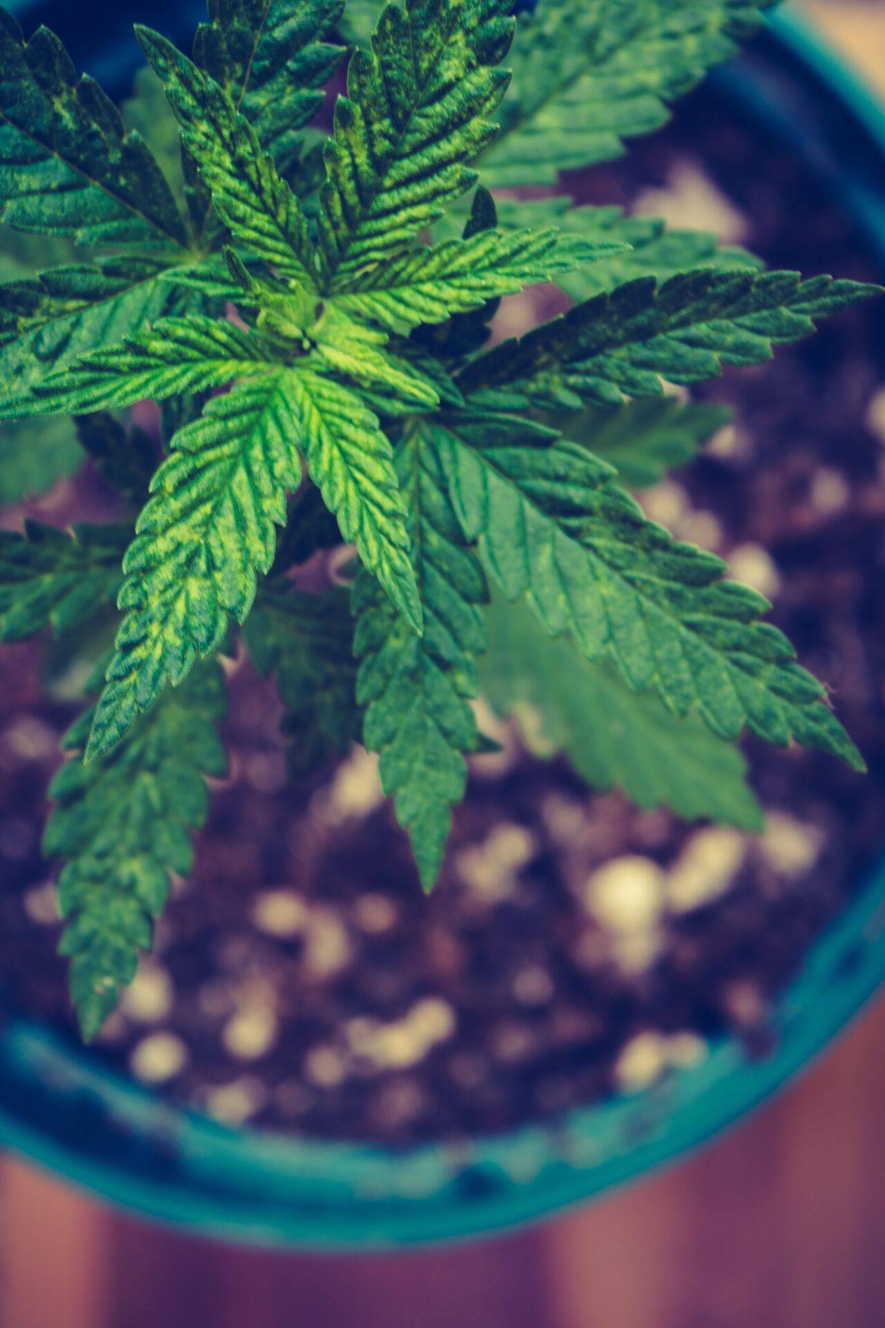 4 Marihuanapflanzen für den persönlichen Gebrauch