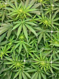 Die Entstehung der Cannabissamenproduktion