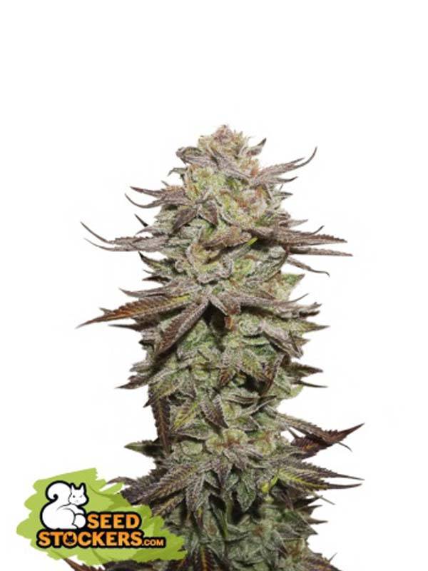 sticky fingers auto seed stockers