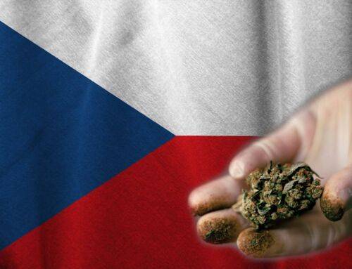 Czechy medyczna marihuana będzie uprawiana przez prywatne podmioty