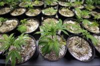 Najszybciej rosnące odmiany marihuany