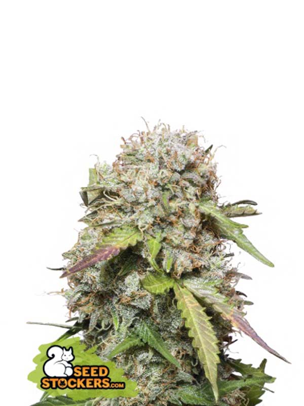 Jack Herer Auto Seed Stockers