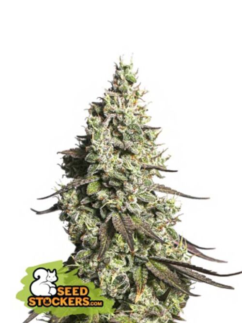 Moby dick Auto Seed Stockers