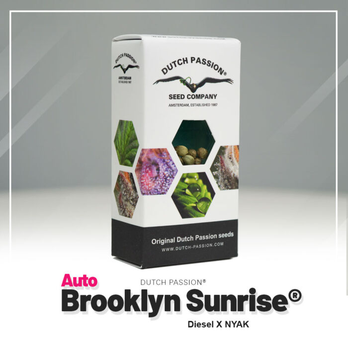 Auto-Brooklyn-Sonnenaufgang Dutch Passion neue Verpackung