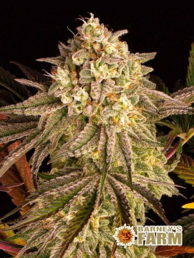 Najmocniejsze odmiany marihuany 2024 - Blue Sunset SHerbert