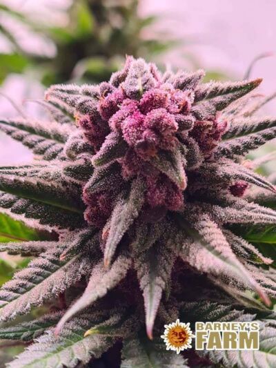Bubba Kush Najmocniesze odmiany marihuany 2024
