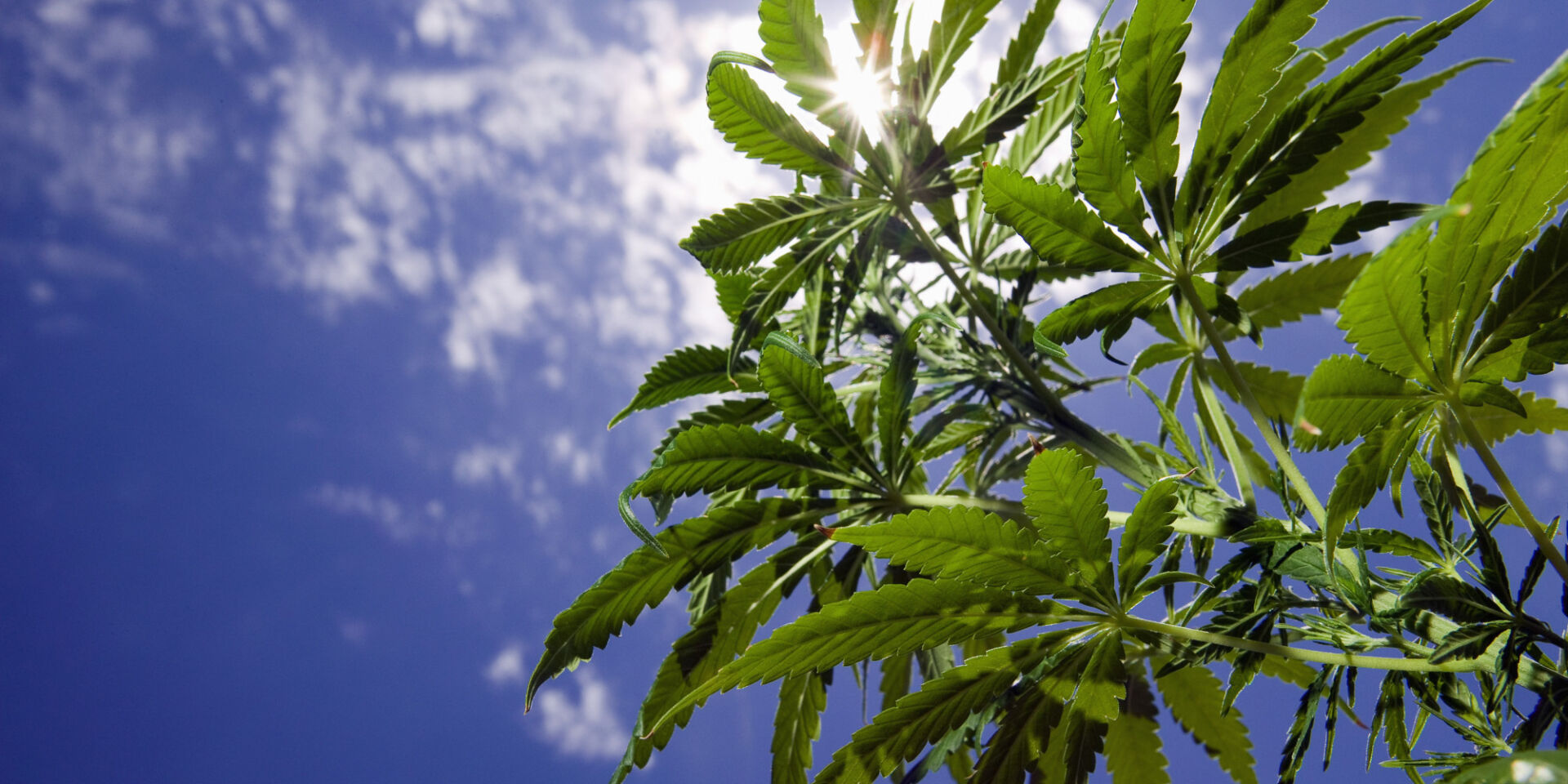 Strafe für das Pflanzen eines Marihuana-Strauchs zu Hause
