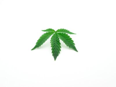 nasiona marihuany Częstochowa