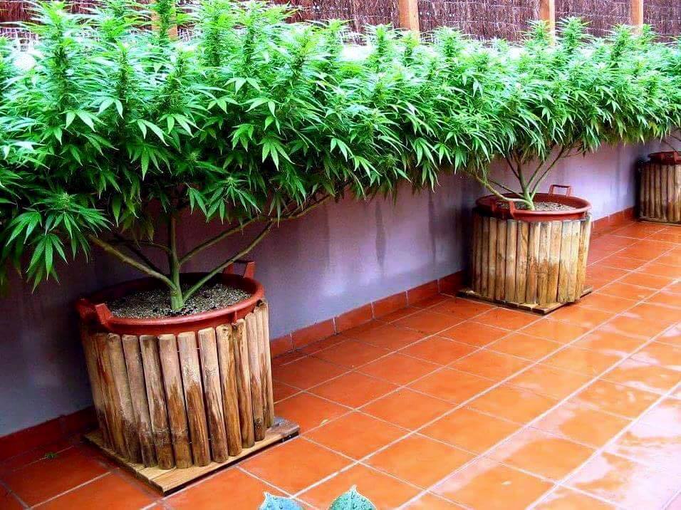 nasiona marihuany dla poczatkujących outdoor