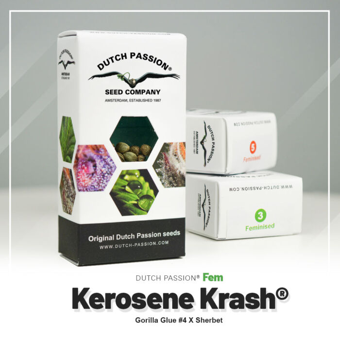 Kerosene Krash Marihuanasamen Dutch PAssion neue Verpackung