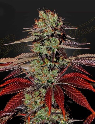 Kings Kush Auto szybka odmiana na zewnatrz