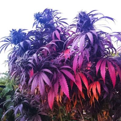 kolorowe odmiany marihuany
