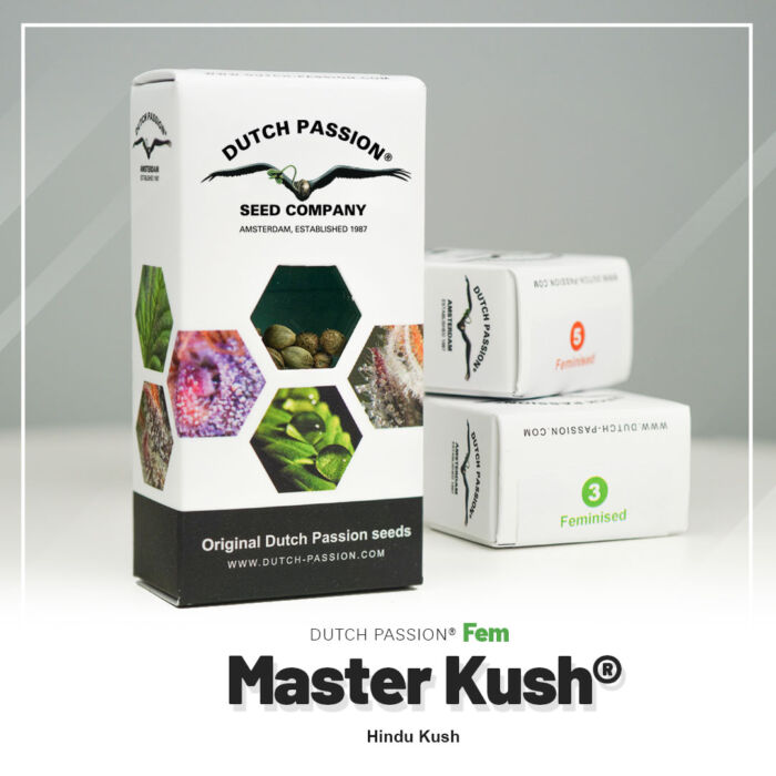 Original-Marihuanasamen von Master-Kush, neue Verpackung