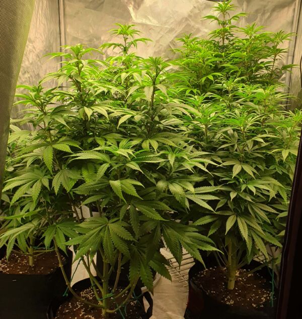 faza wegetatywna marihuany faza wzrostu