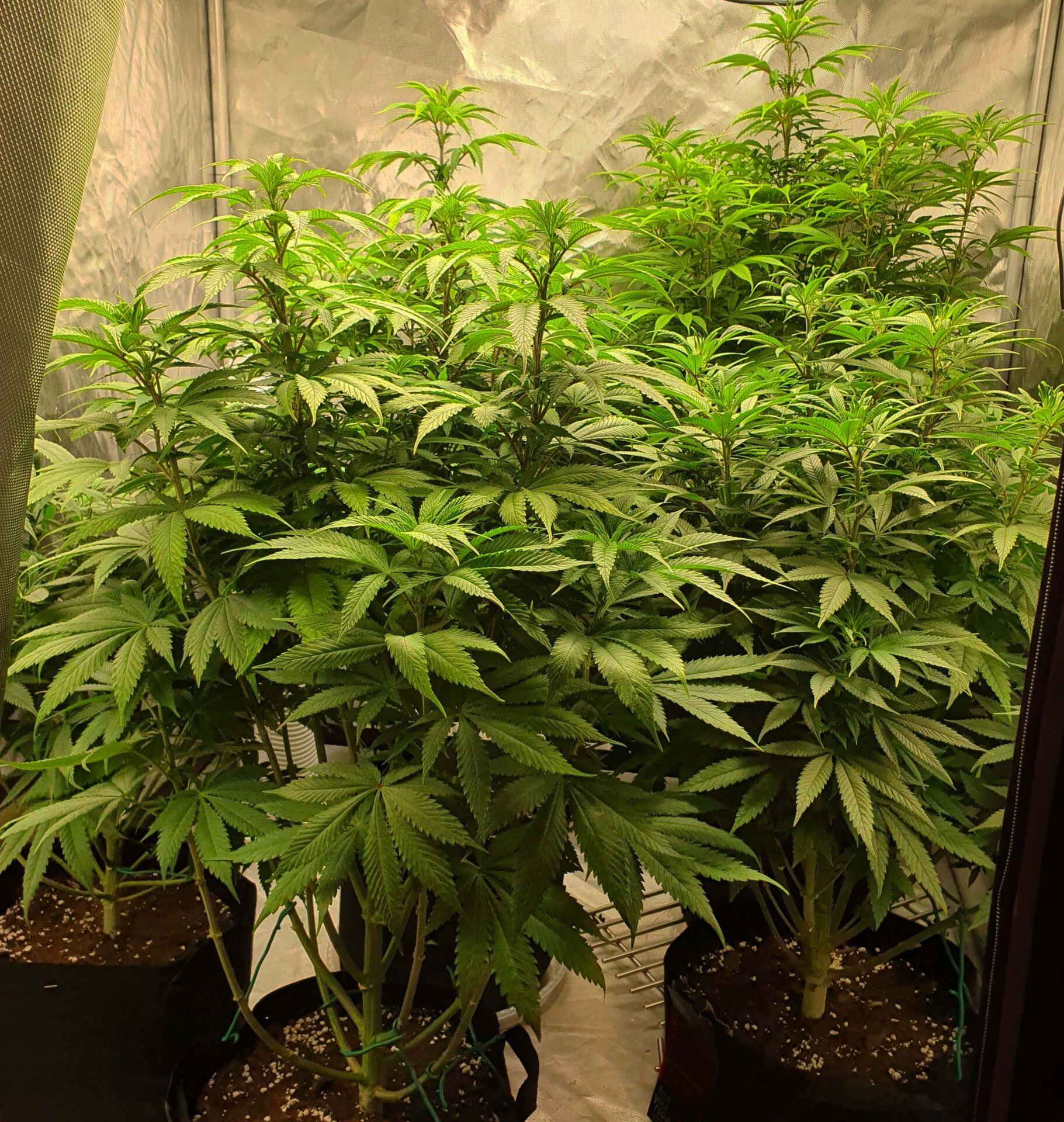 vegetative Phase der Marihuana-Wachstumsphase