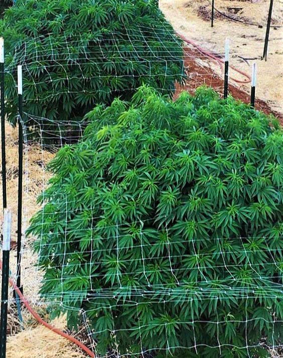 Wie lang dauert die vegetative Phase von Marihuana? outdoor