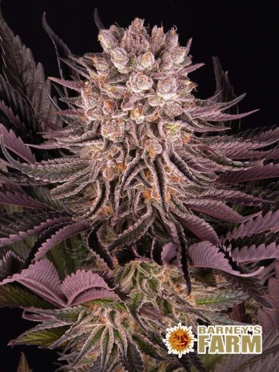 Najmocniejsza odmiana marihuany 2024 - Mimosa x Orange Punch