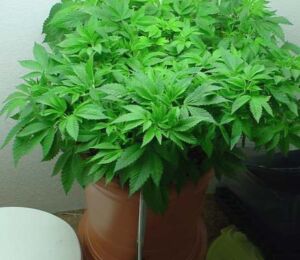 nasiona marihuany indica indoor
