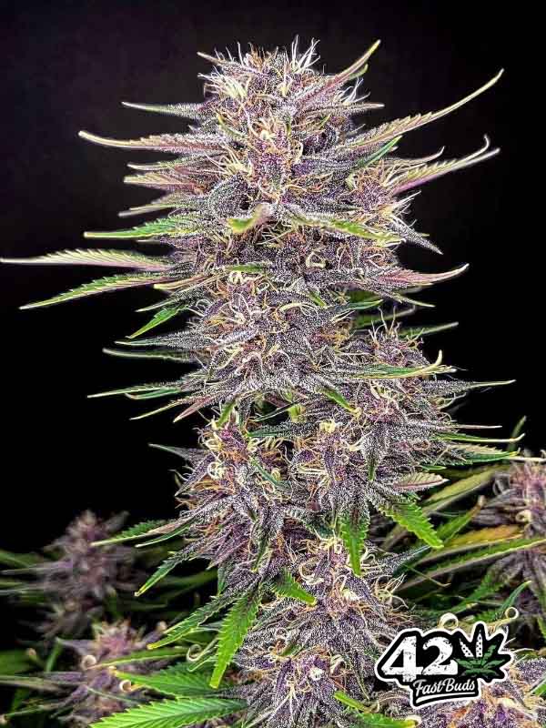 Banane Purple Punch Autoflowering Marihuana-Samen FAst Buds