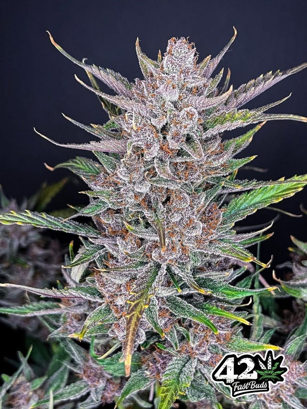 Gorilla Punch Auto nasiona marihuany Fast BUds