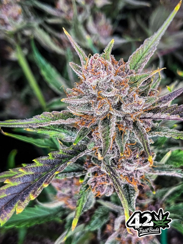 Gorilla Punch Auto nowe odmiany nasion marihuany Fast BUds