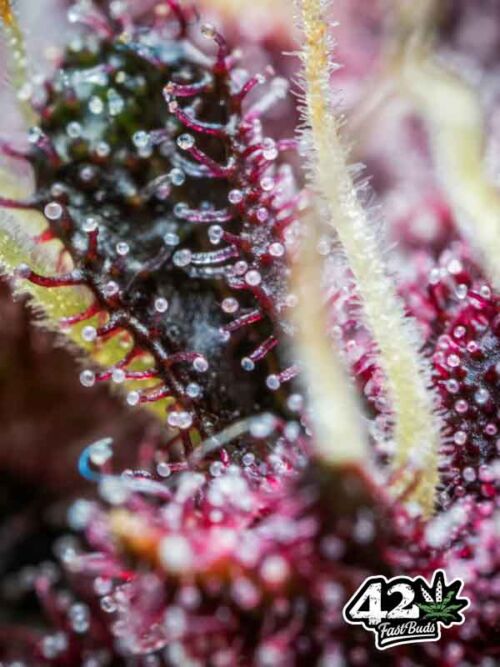 nasiona marihuany Purple Punch Auto Fast Buds trichomy