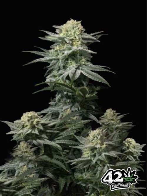 GG4 Sherbet FF Fast Buds nasiona marihuany seed bank zaufany