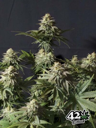 najsmaczniejsza odmiana marihuany od Fast Buds Orange Sherbet FF