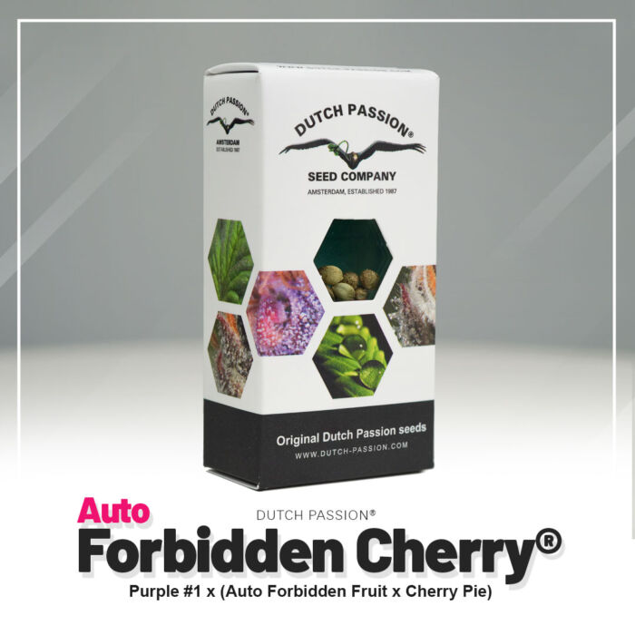 auto-forbidden-cherry dutch passion nowe opakowanie
