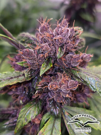 Niski automat od Dutch Passion Auto Forbidden Cherry