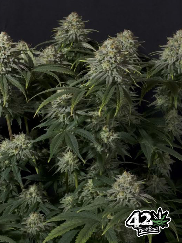 nasiona marihuany Gorilla Cookies FF Fast Buds fast flowering nowość 2023