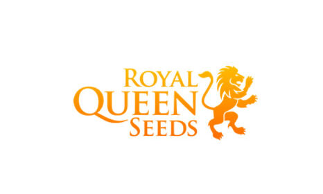 Großes Kanadier aus den Niederlanden RQS Royal Queen Seeds