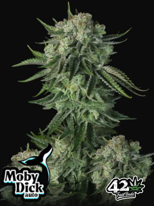 Moby Dick Auto Fast Buds Marihuanasamen-Verkaufsautomaten neu 2023
