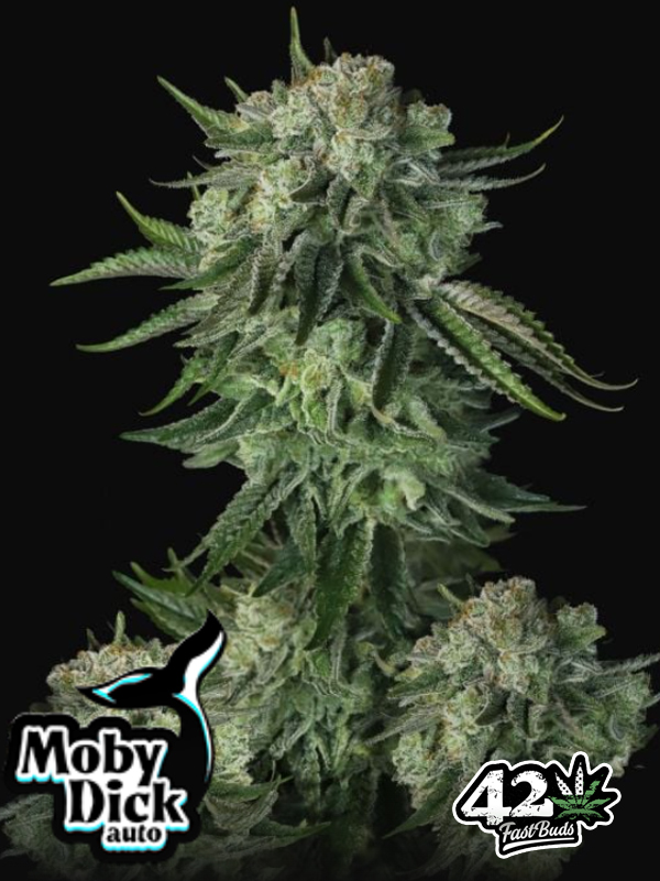 Moby Dick Auto