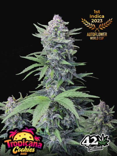 Odmiany do produkcji haszyszu - Tropicana Cookies Auto Fast Buds