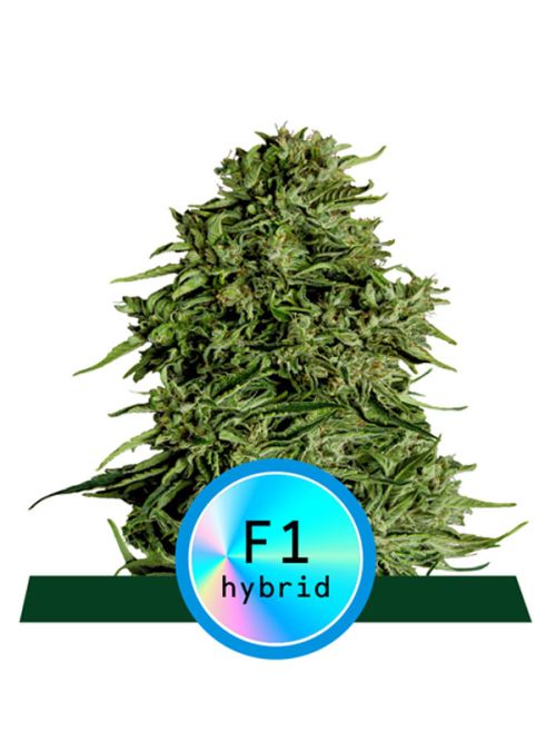 Cosmos F1 nowość hybrids RQS nasiona marihuany