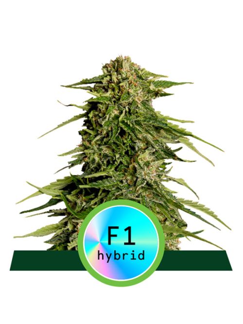 Epsilon F1 nasiona marihuany hybrydy RQS Nowość 2023