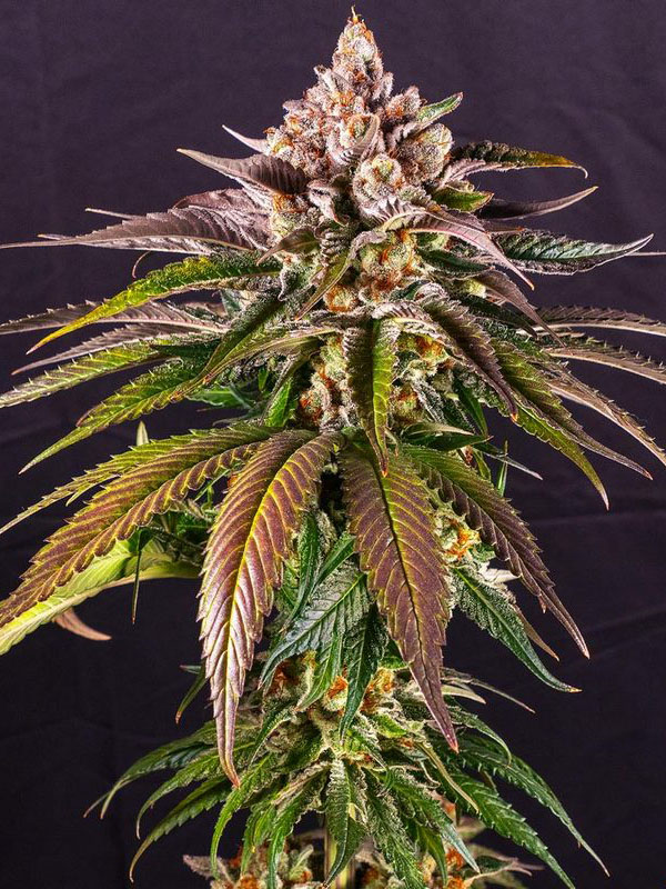Kush Mintz foto roślina nasiona marihuany nowość 2023 barneys farm