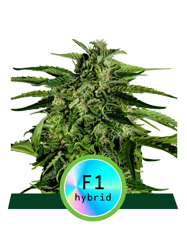 apollo f1 Hybride Cannabissamen rqs
