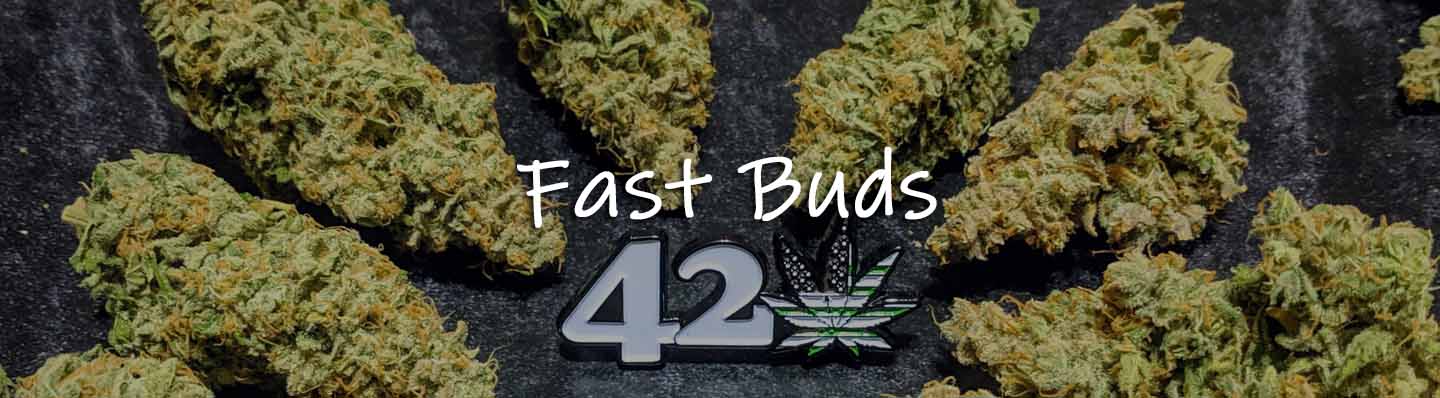 National Fast Buds