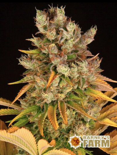 Najmocniejsze odmiany marihuany 2024 - GMO Barneys Farm