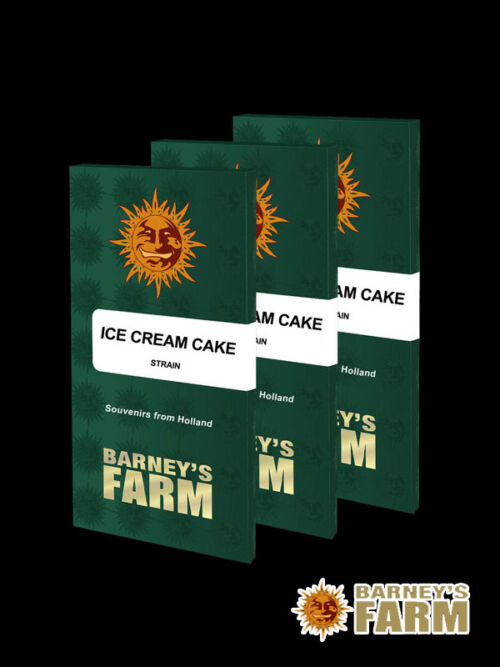 ice cream cake Marihuanasamen-Sorte neu 2023 barneys farm bf