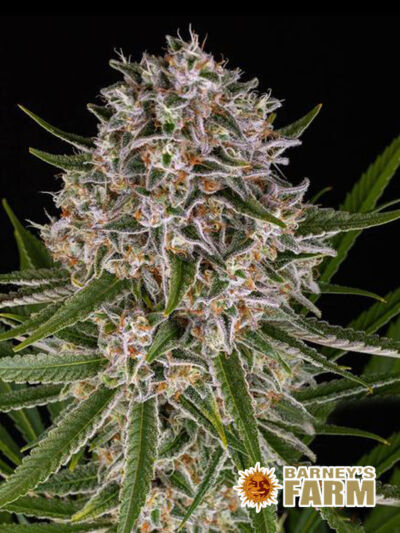 Ziemiste odmiany marihuany - Lemon Haze Auto 