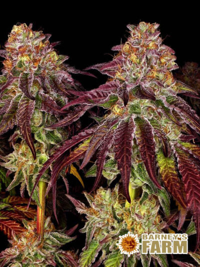 Najniższe automaty - Mimosa x Orange Punch Auto