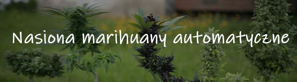 Autoflowering Marihuana-Samen