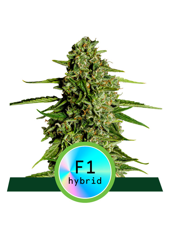 nasiona marihuany orygianlne RQS Medusa F1 hybrid