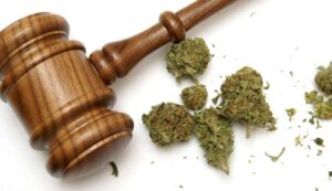nasiona marihuany prawo
