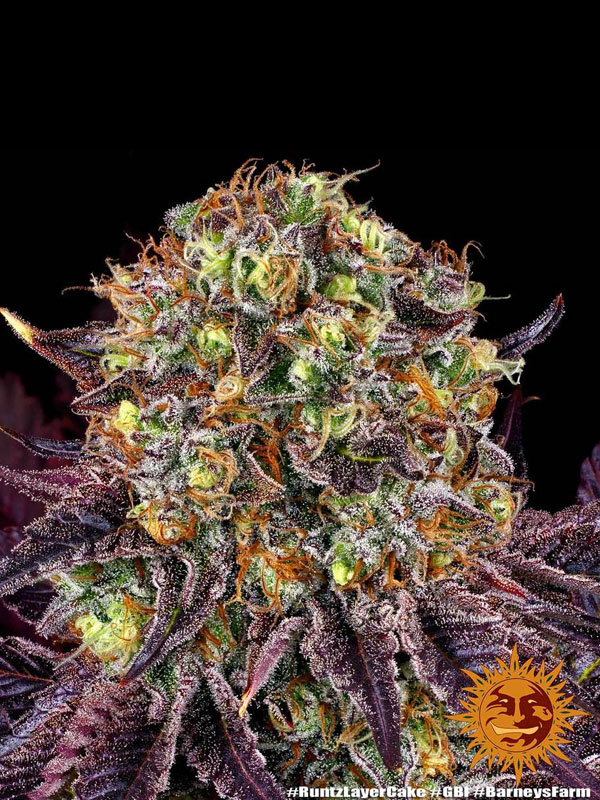 runtz-x-layer-cake nasiona marihuany jak wyglada kwiat bf