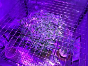 Marihuana in einer Growbox anbauen